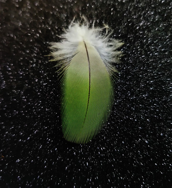feather