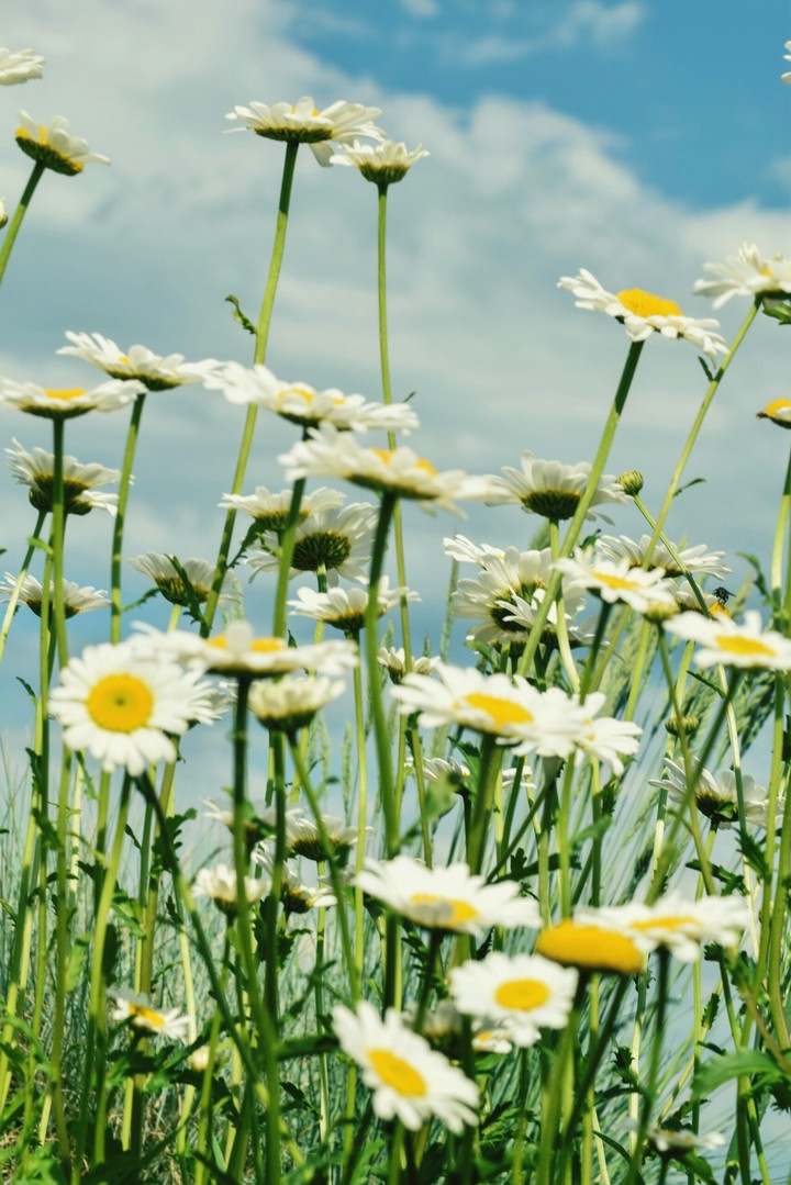 Dandelions in the sky