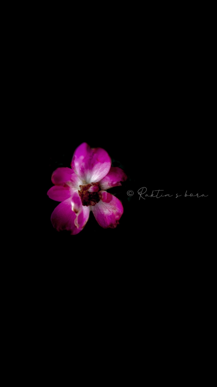 beautiful rose flower