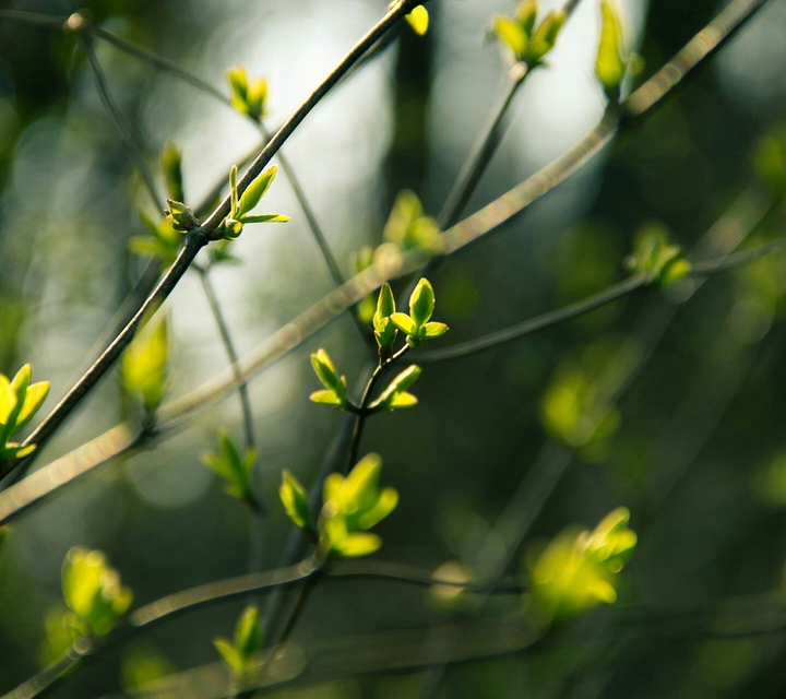 bud