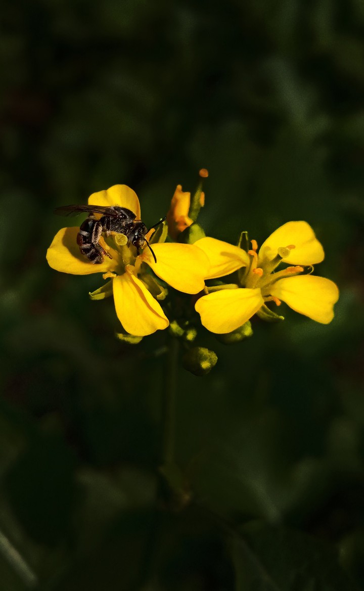 bee and flower