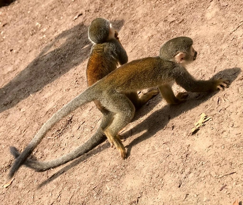isla de los micos - amazonas Colombia