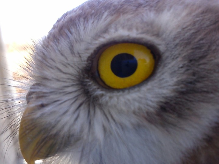 eyes