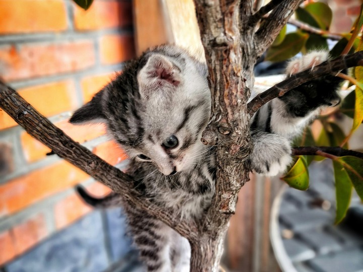 котик