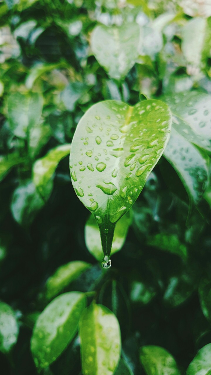 leaf