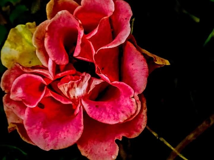 #pink #yellow #double combined #colourfull #captured #upload