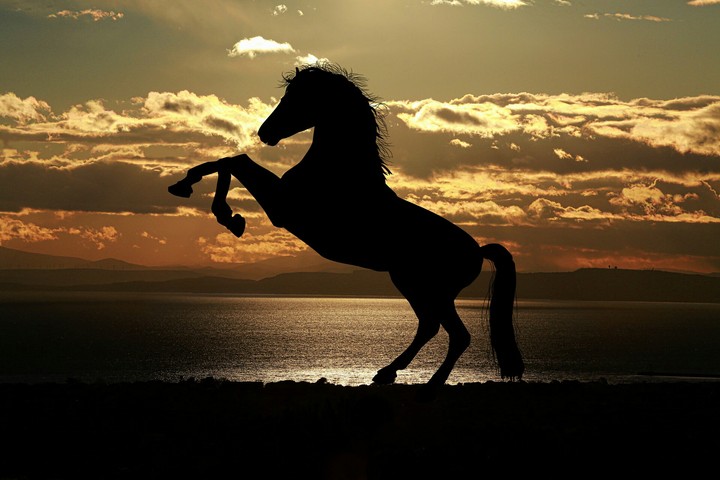 horse. ✌✔