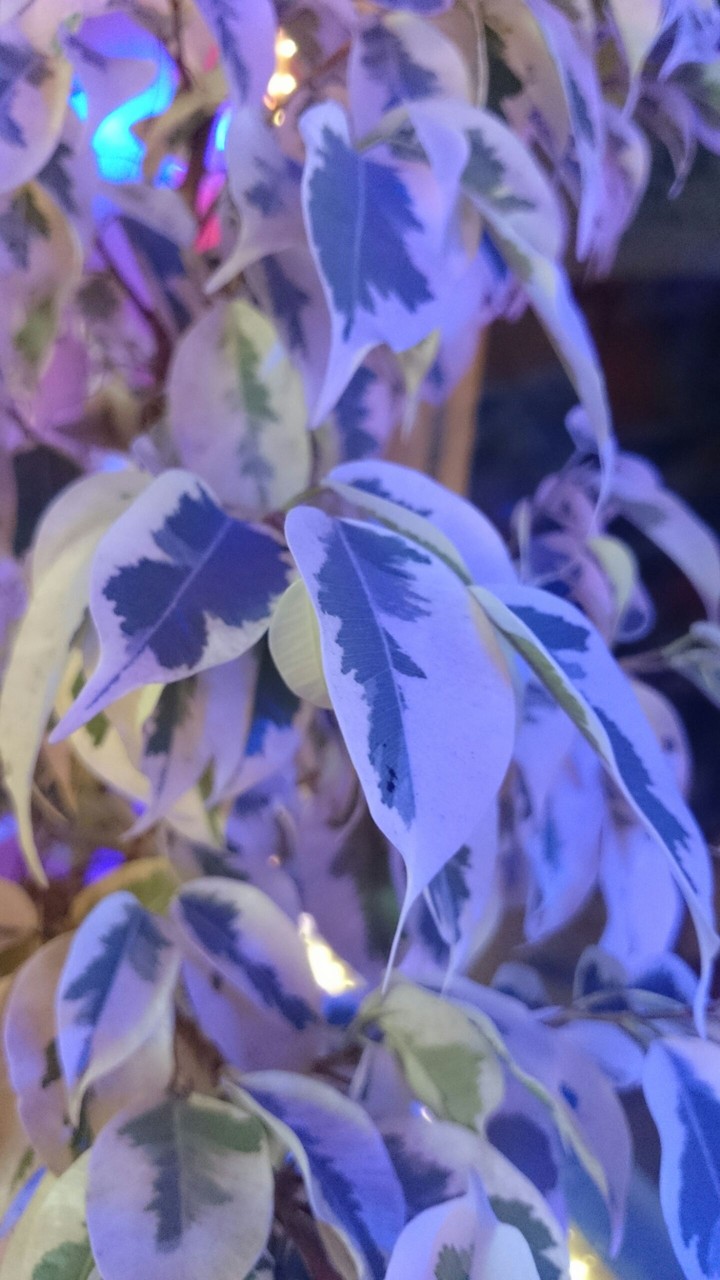 Leaf