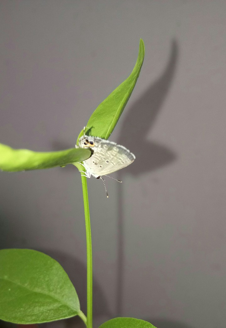 butterfly