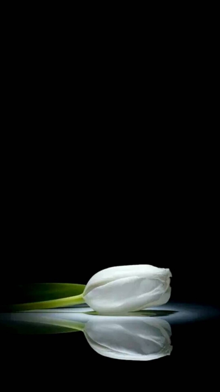 TULIPANO