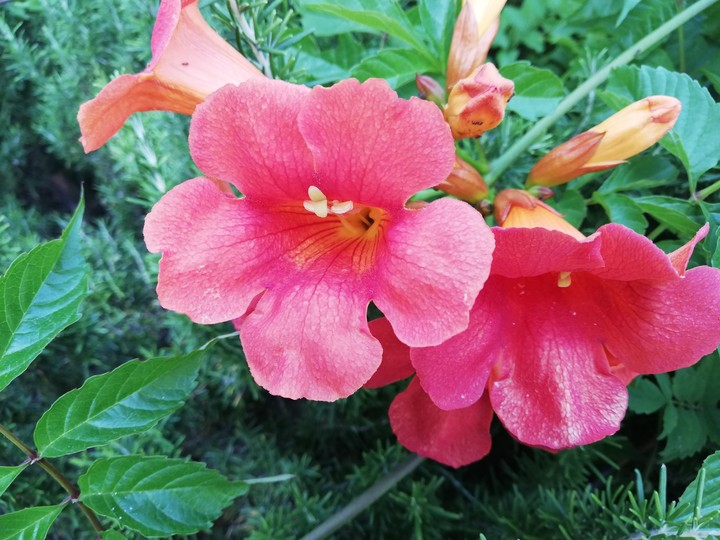 Bloom