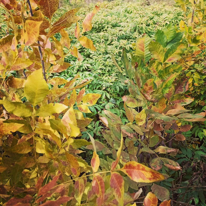 foglie bulgare