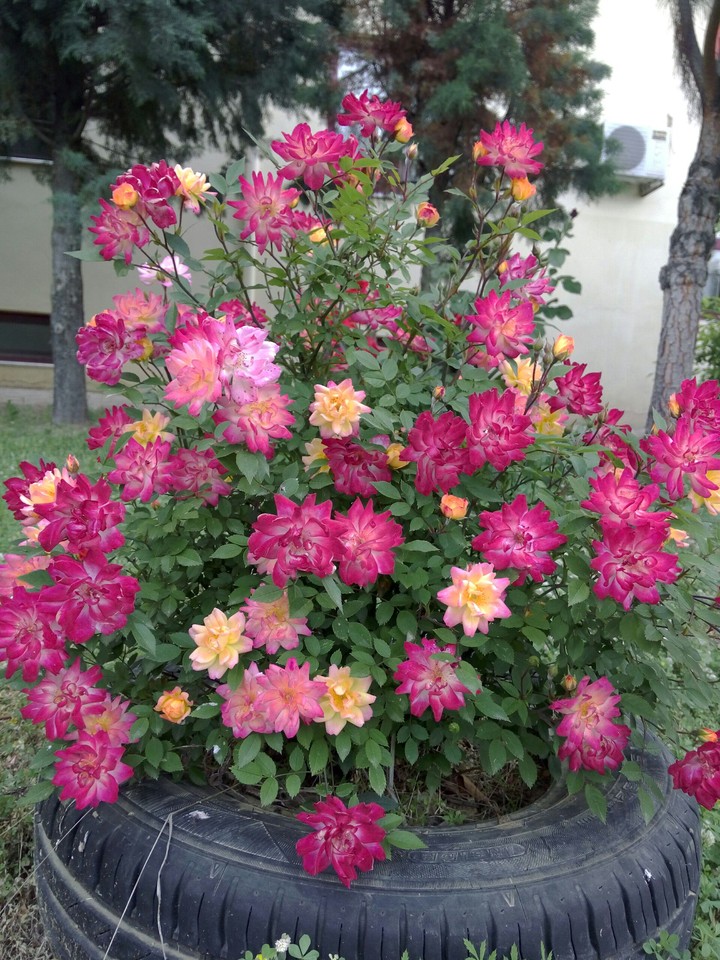 rose