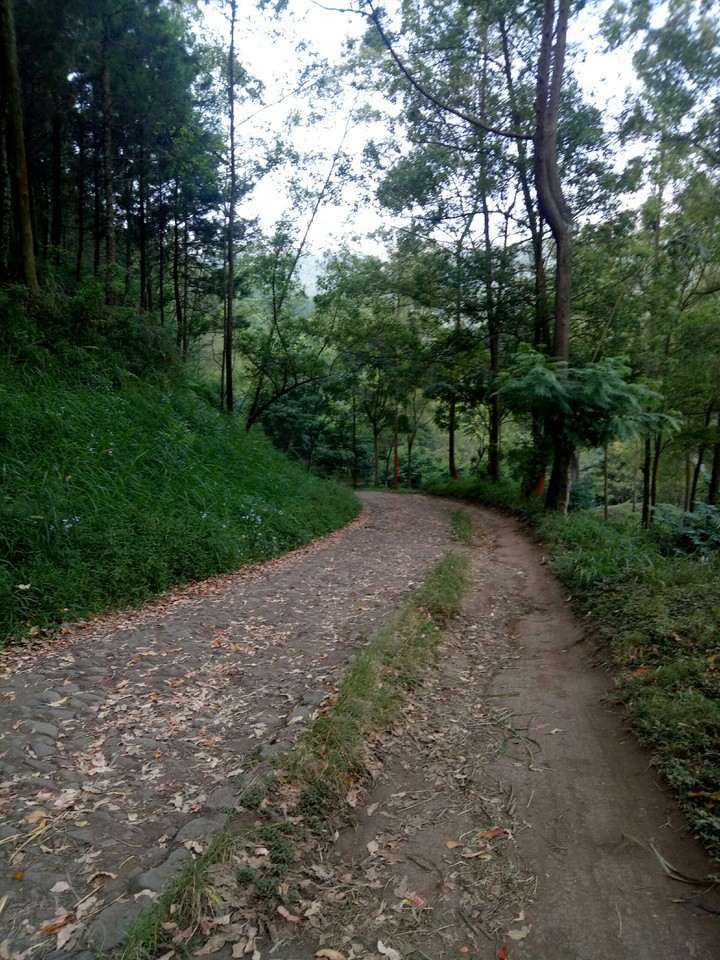alam yang segar dan sunyi