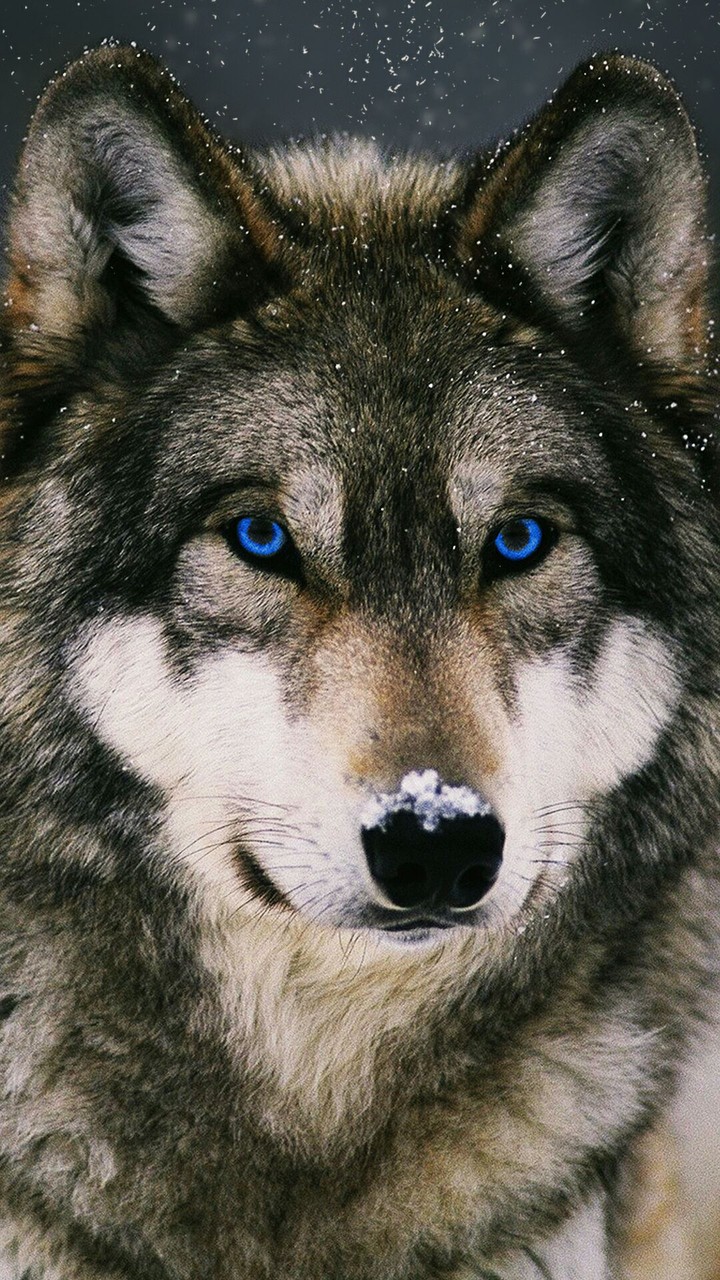 wild wolf