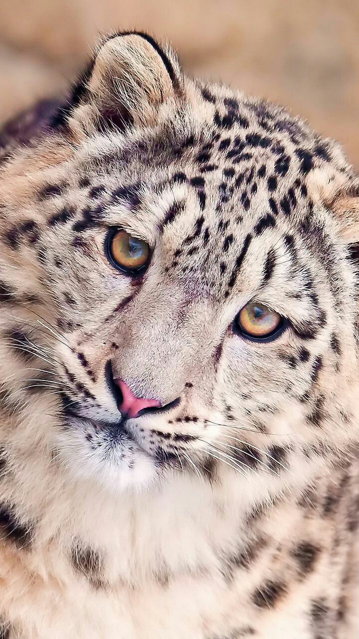 snow leopard