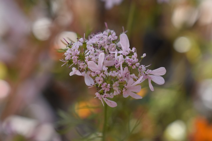 Purple Flowers