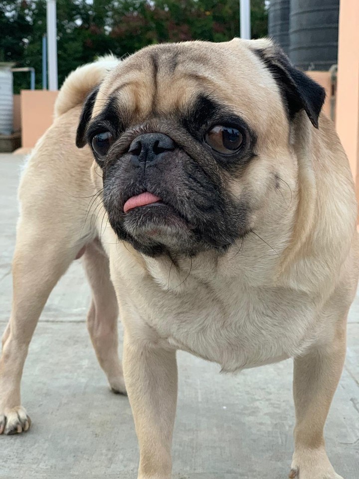 Curious Pug