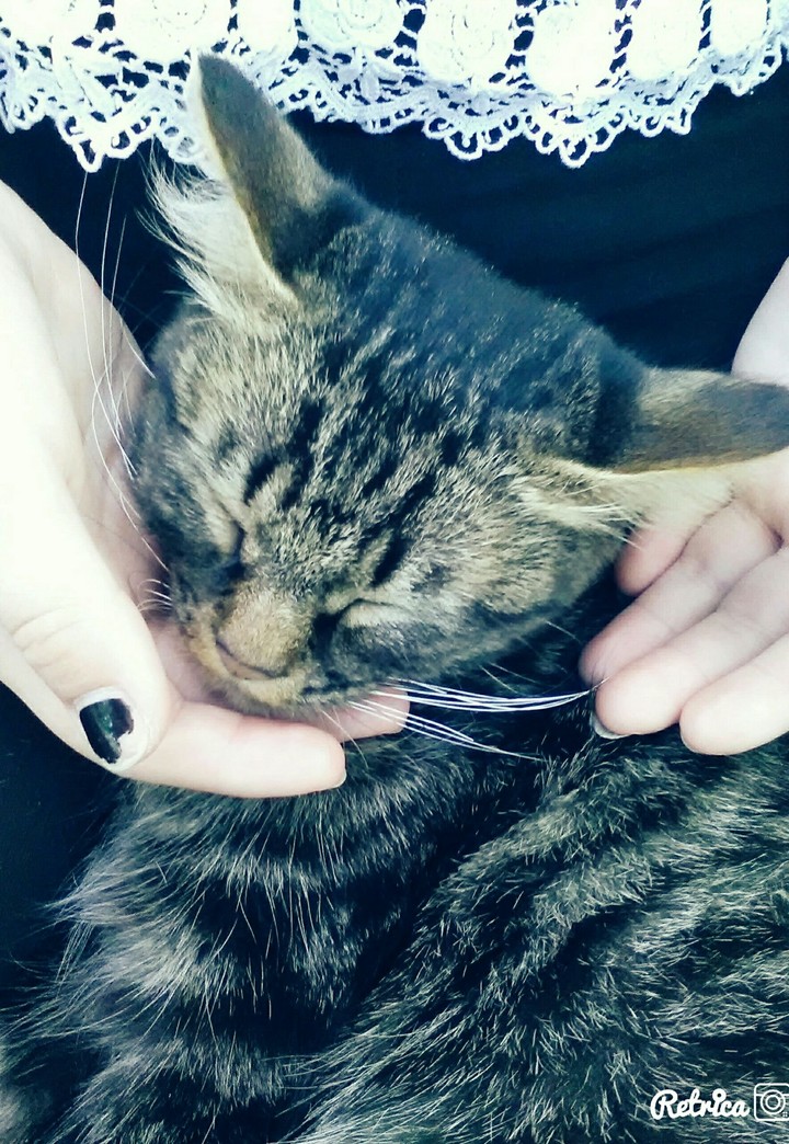 #cat