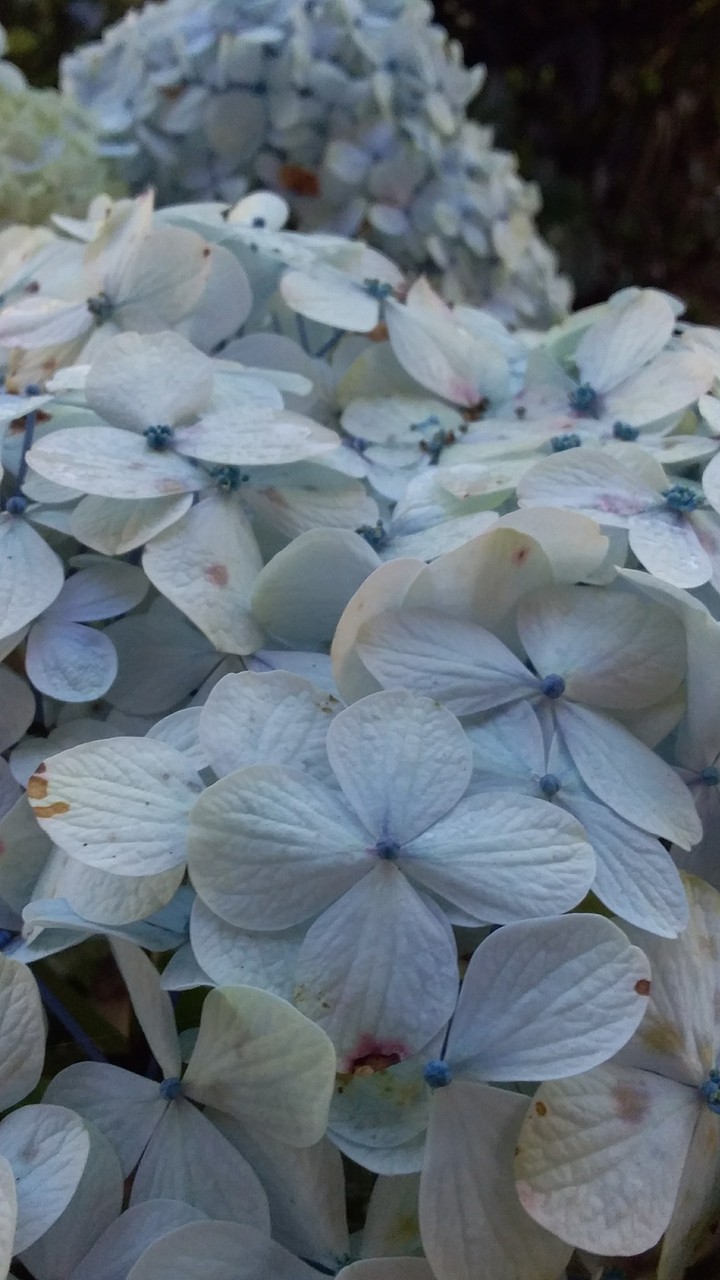 Flor