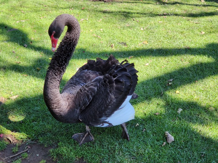 Western Springs Lakeside Park, Auckland, New Zealand