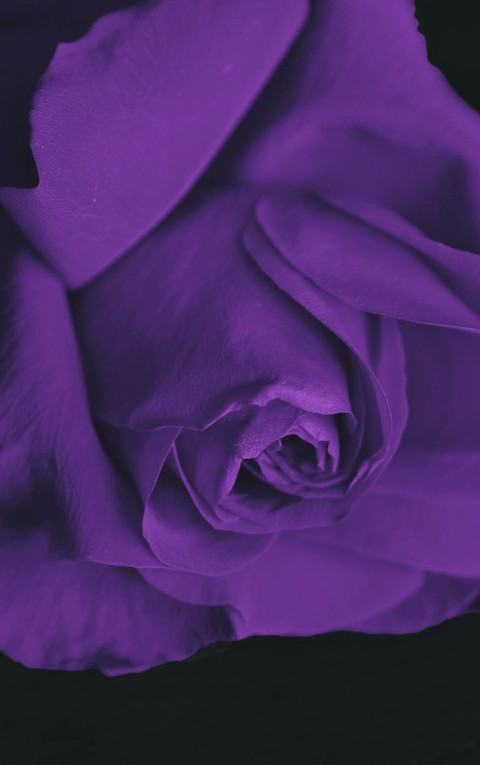 Flor