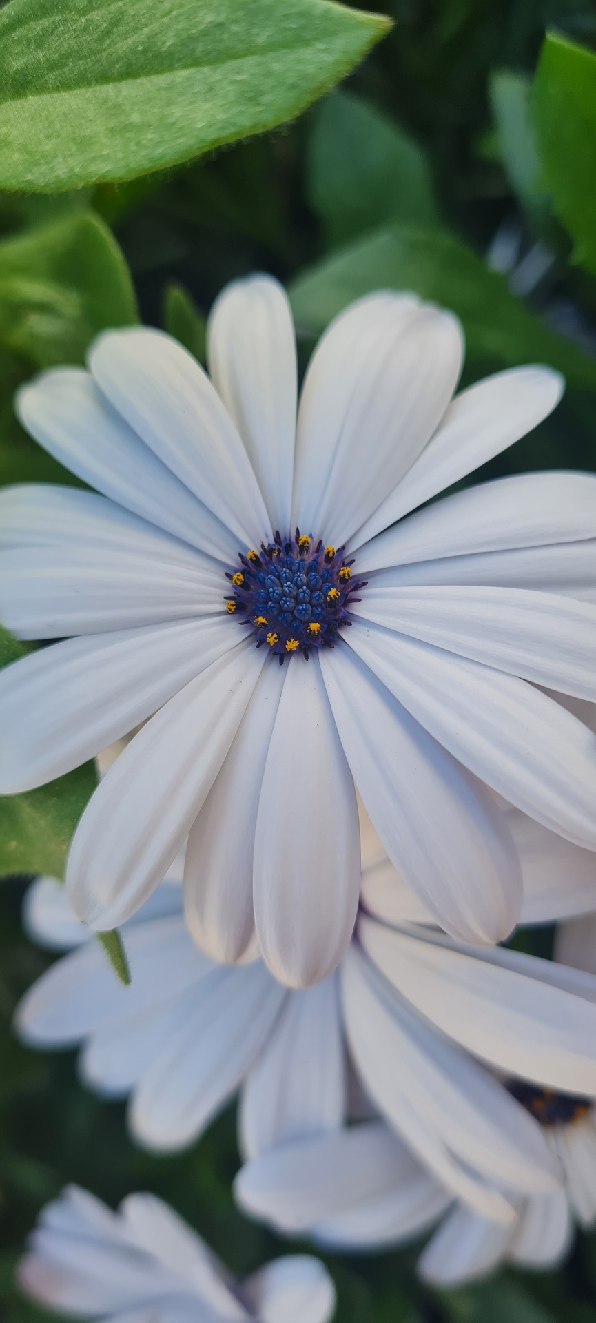 Bloom