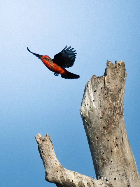 sfondi hummingbird, wild