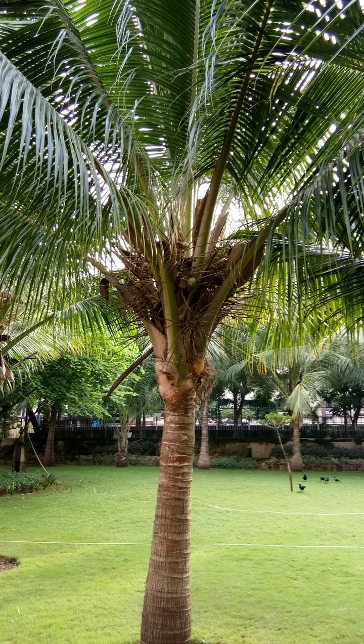 coconut tree