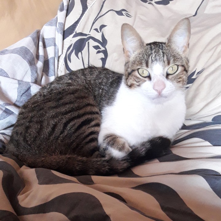 coco