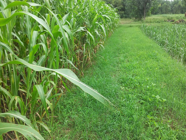 green Road