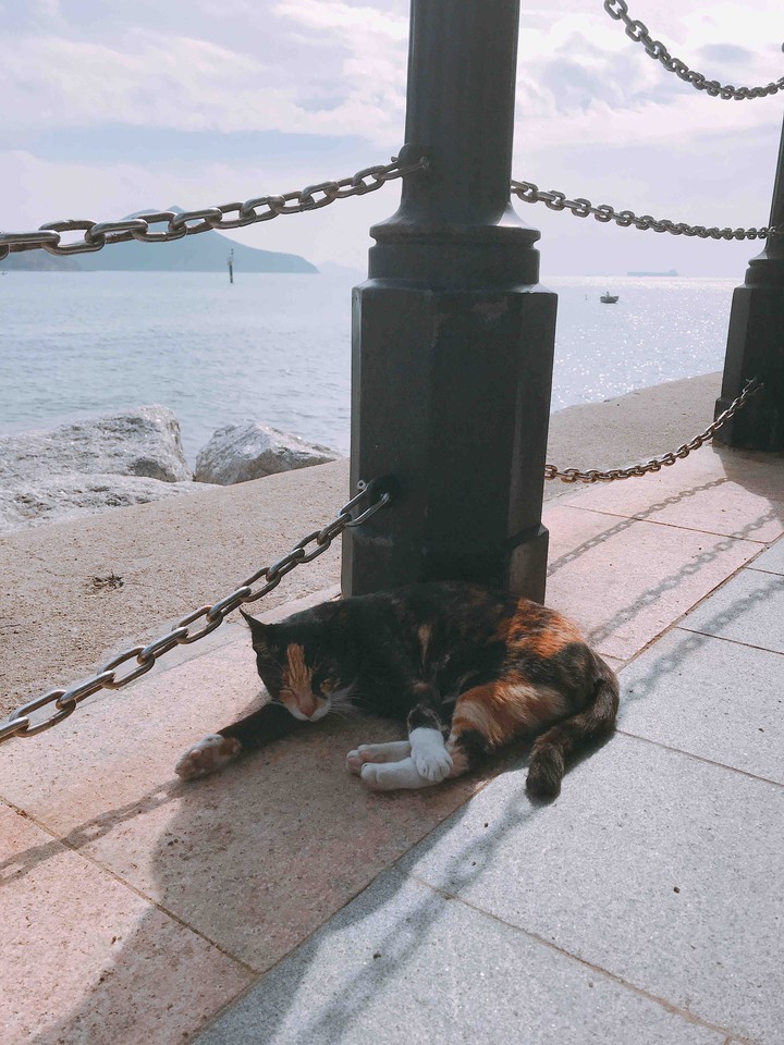A Cat in Tai O