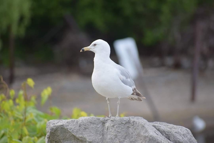 Bird