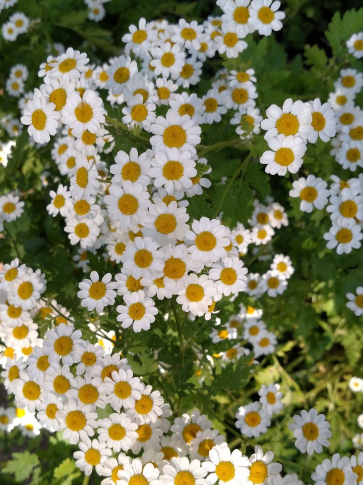 Daisies