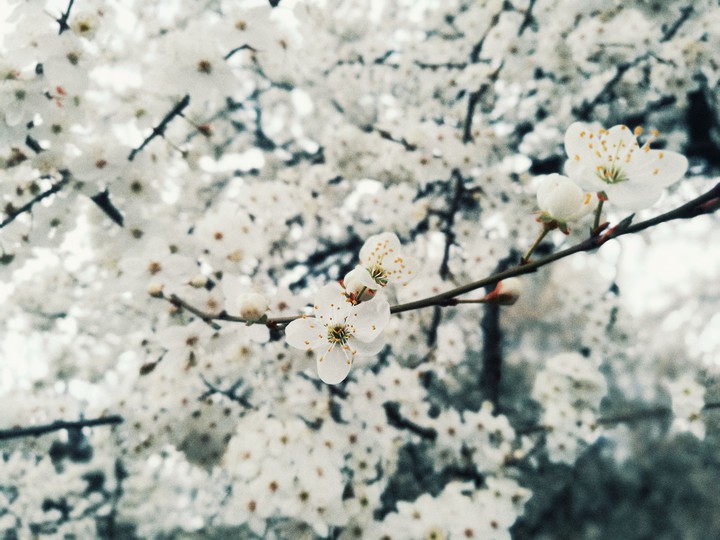 spring