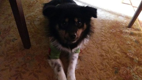 My dog