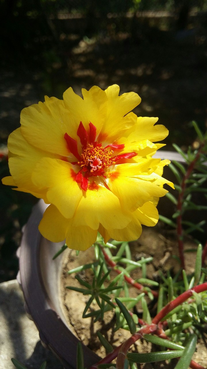 zahraphoto