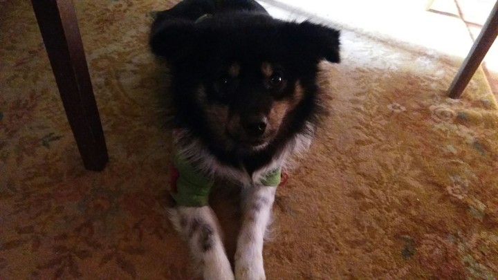 My dog