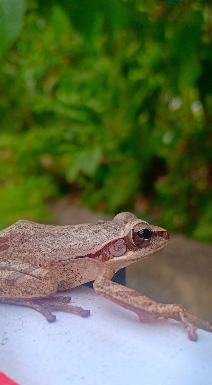 frog