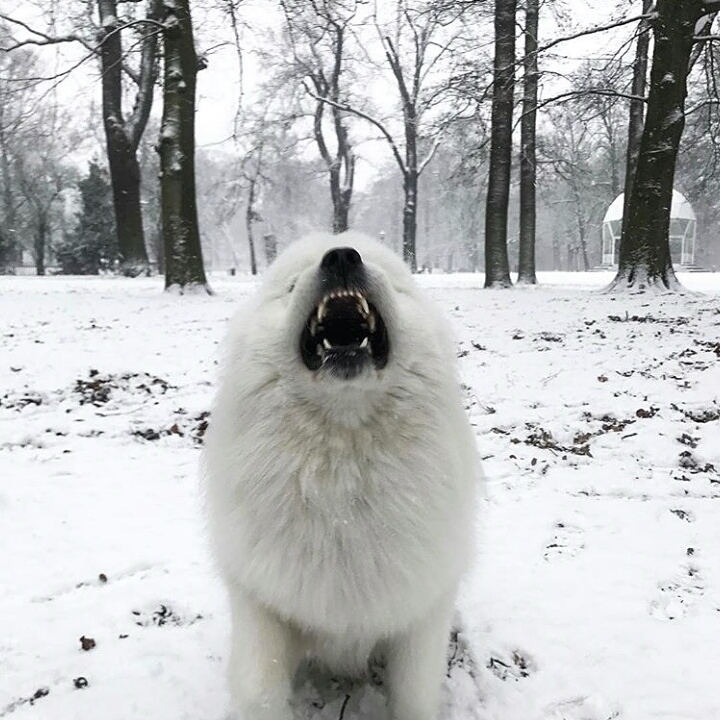wolfie