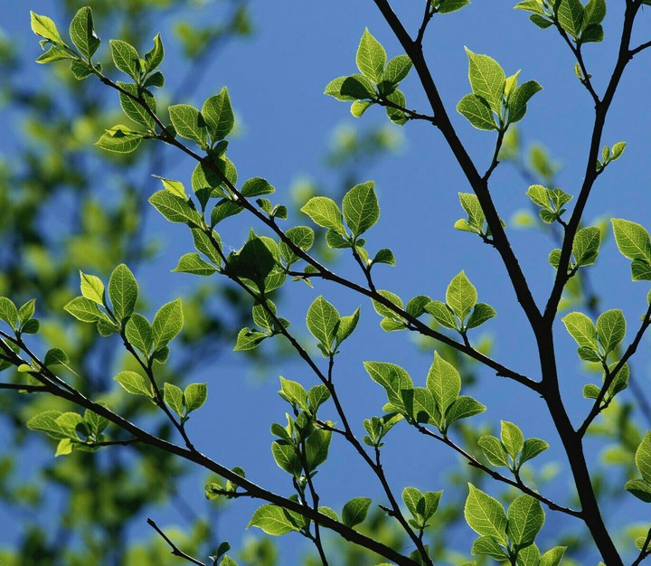 leaves