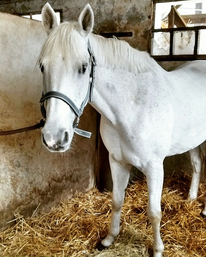 white horse
