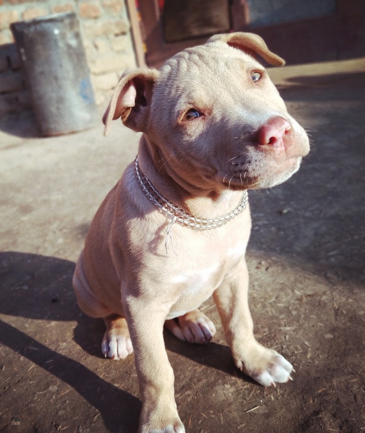 dog