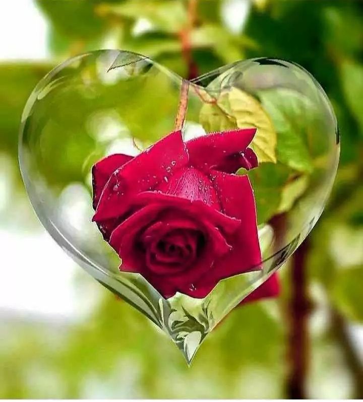 love