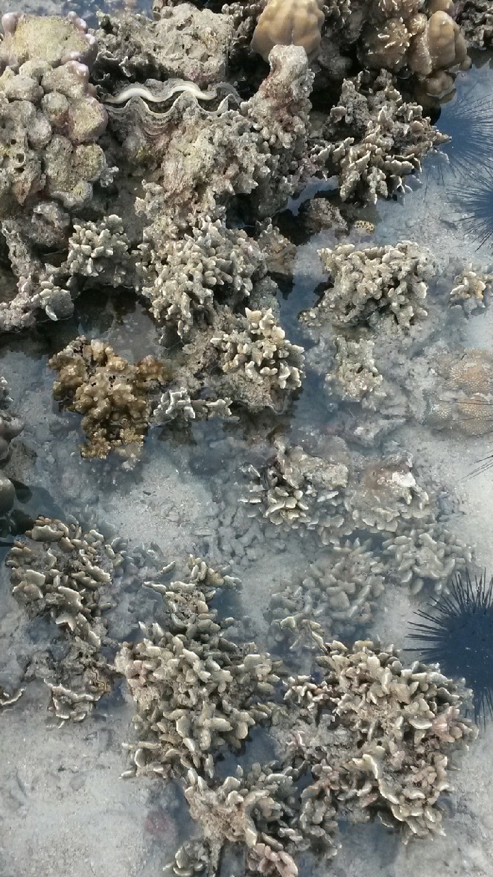 Coral