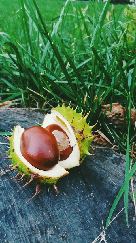 Ukrainian chestnut