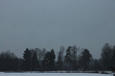 Лес