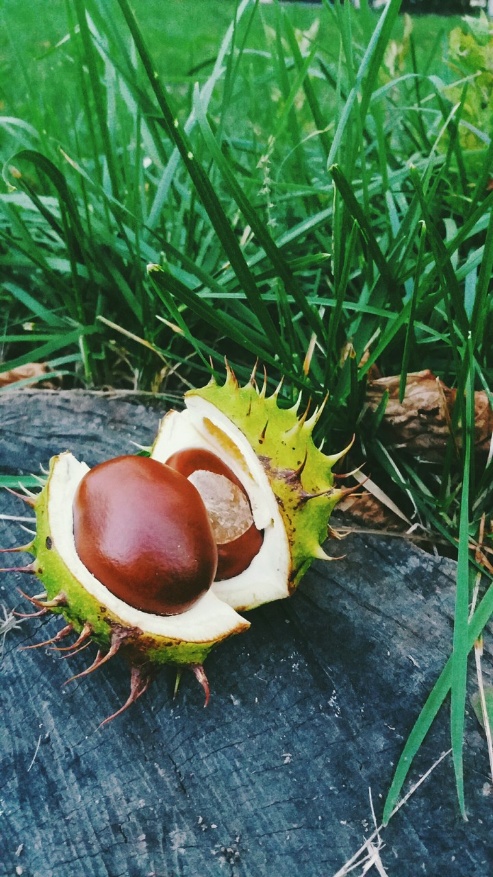 Ukrainian chestnut