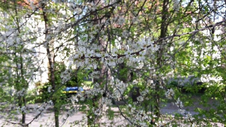 Frühling