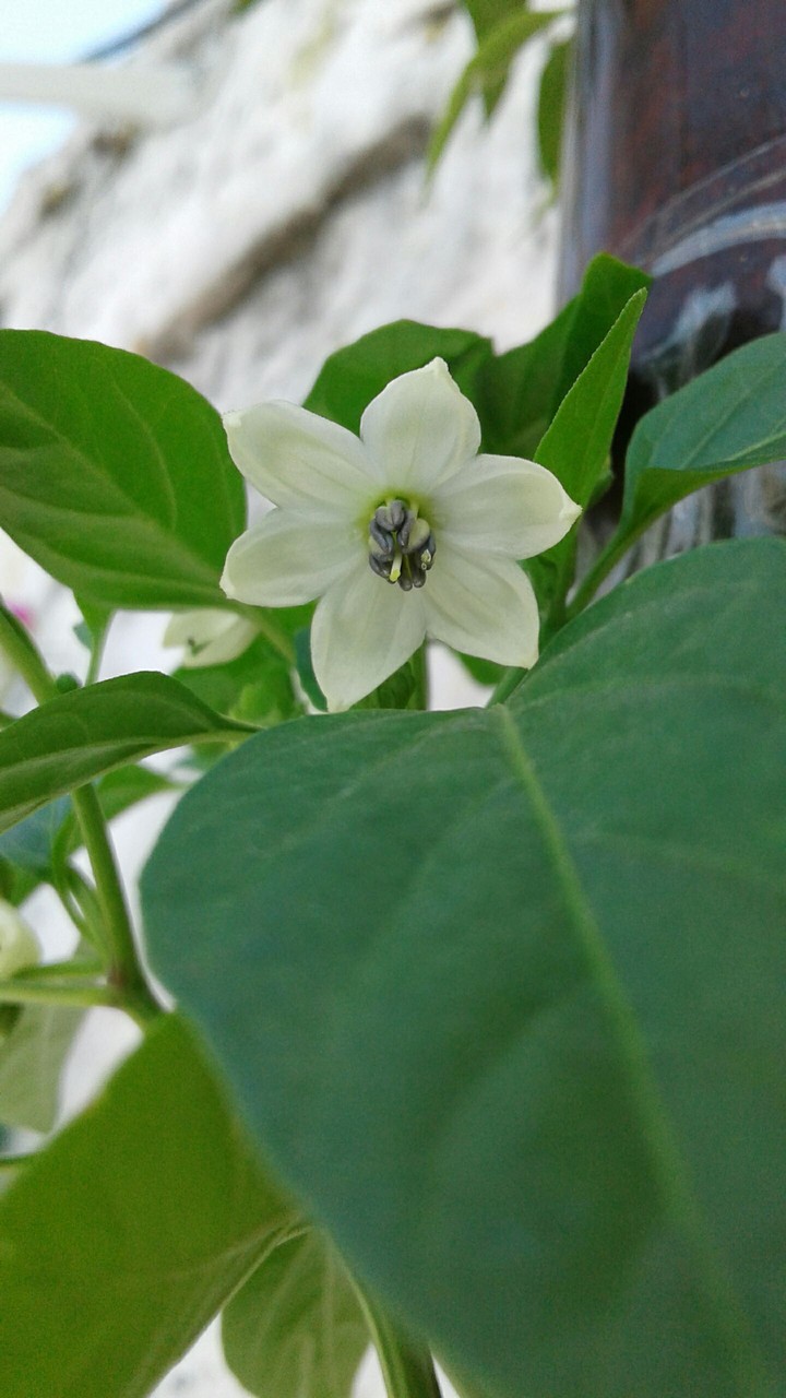 Chilli flower